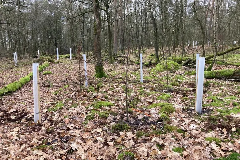 20230210 witte kokers dorrie thomassen