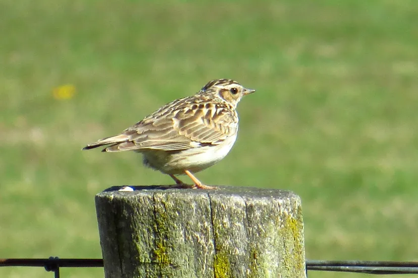 5 boomleeuwerik op de groote heide 2016