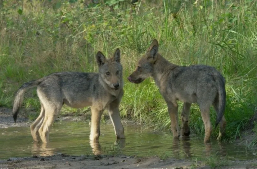 51edf09ce1364030b0e5e656ef31172d