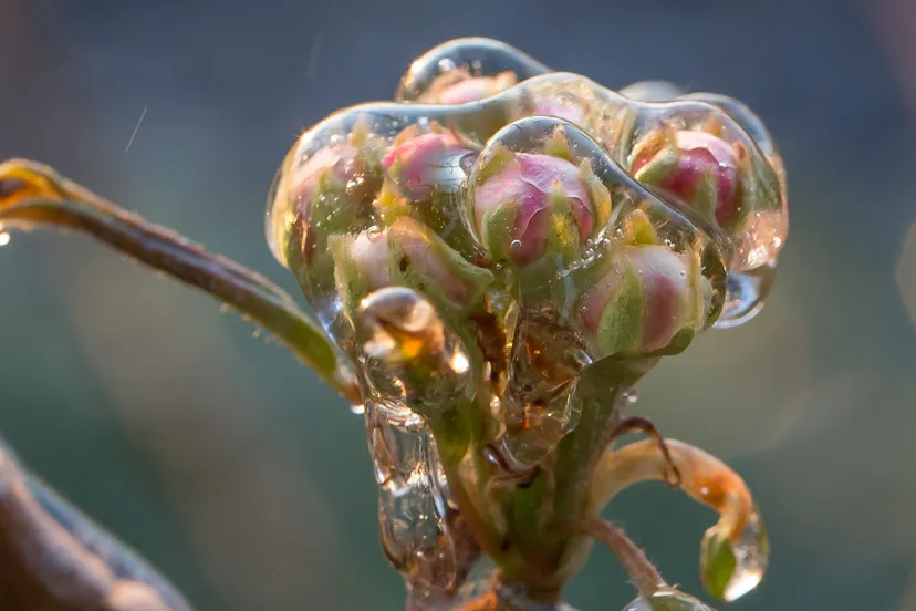 ab donker ijslaagje om bloesemknop fruitboom om tegen vorst te beschermen