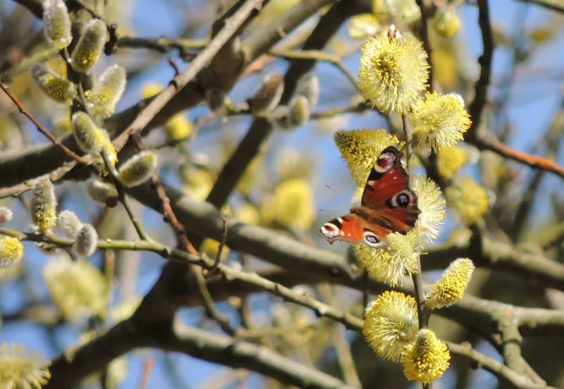 altembroek 020 dscn6602