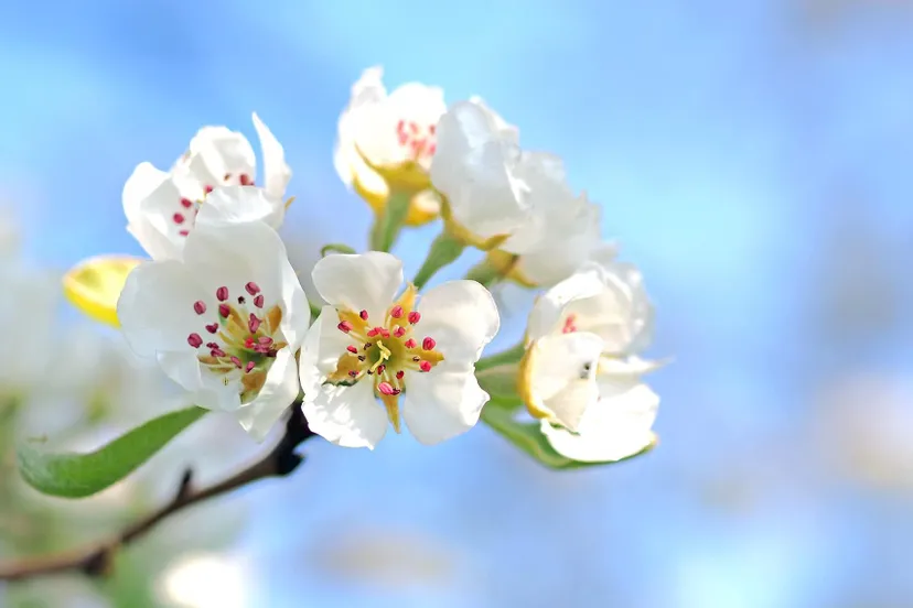 apple blossom 1368187 1920