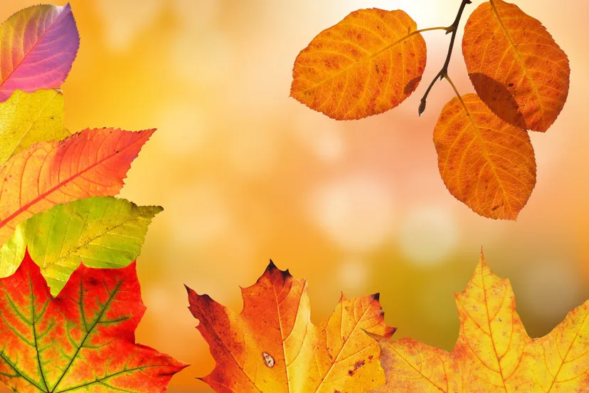 autumn g2cac187b5 1920