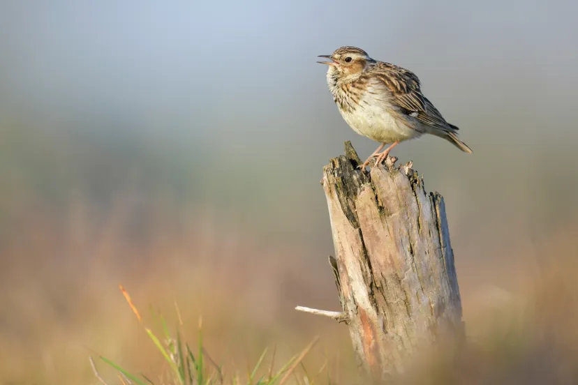 boomleeuwerik patrick palmen