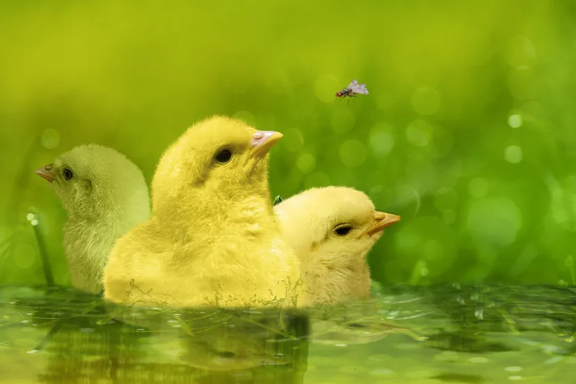 chick 7108244 1920 1