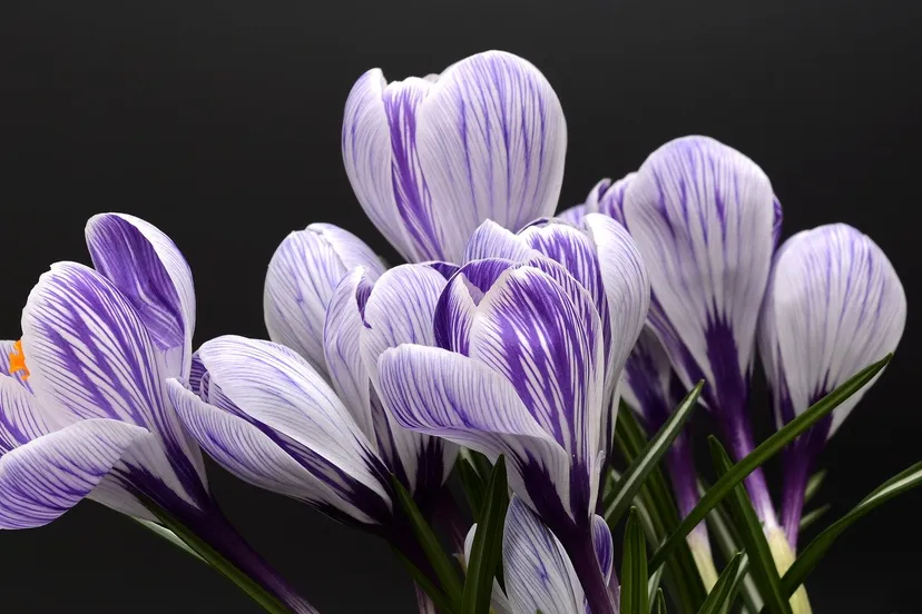 crocus 2139771 1920