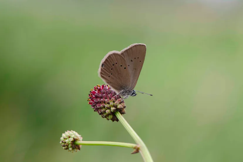 donker pimpernelblauwtje joostuittenbogaard dsc 3923