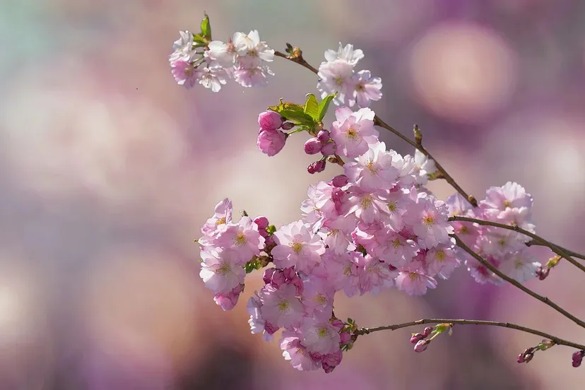 flowering twig 2057360 1280