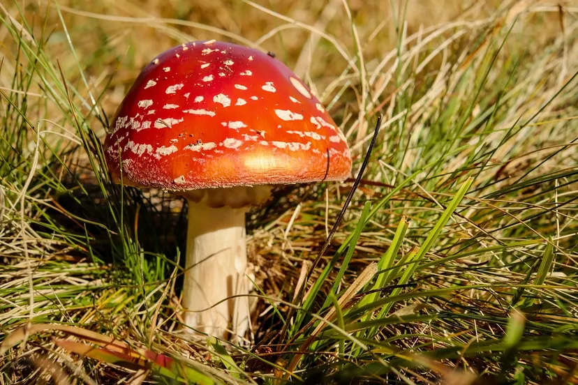 fly agaric 1827934 1280