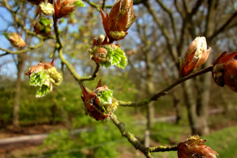 geboortewandeling de natuur groeit en bloeit