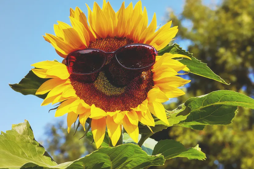 glasses 3477664 1920