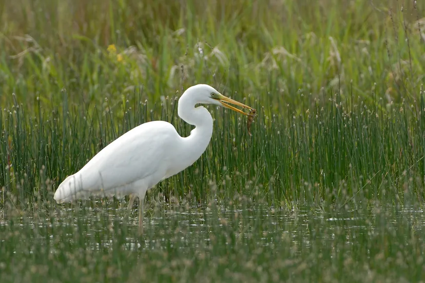 grote zilverreiger henk heijligers