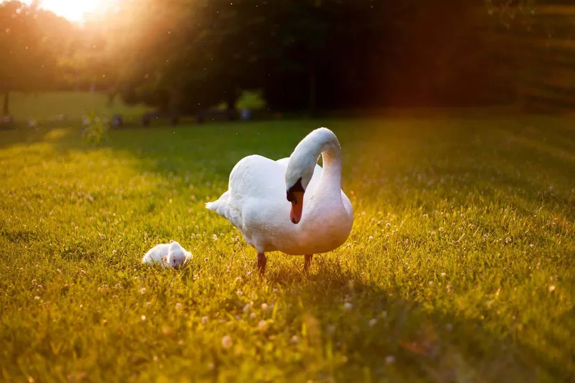 heat wave 891270 1920 1