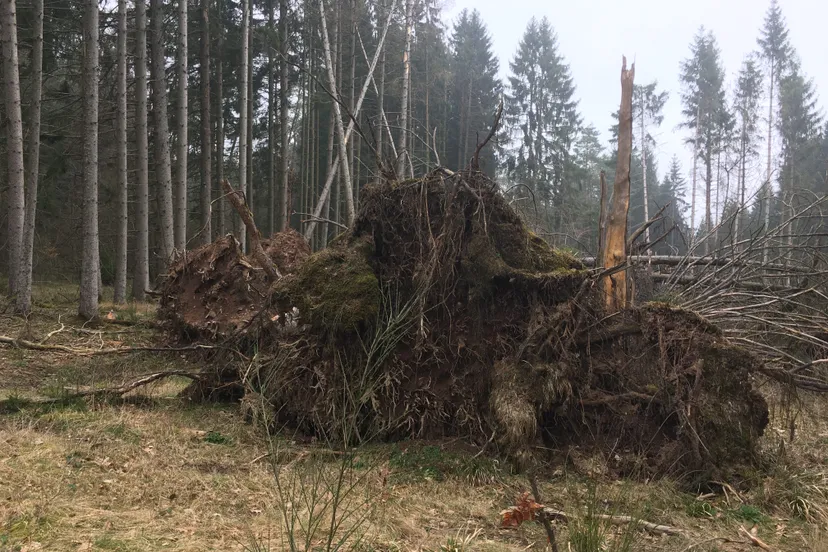 img 94711 e1584779948902