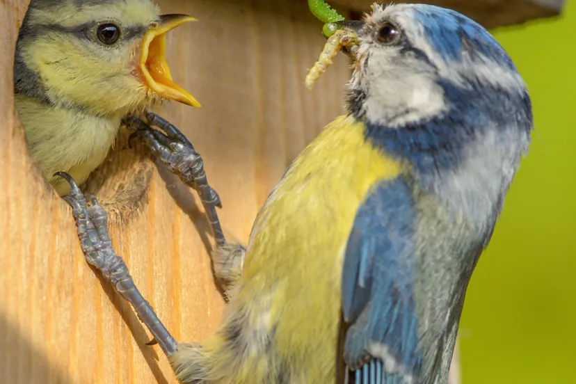 impactgesprekbiodiversiteit