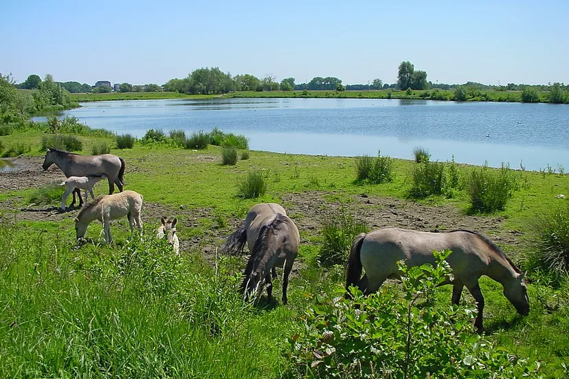 isabellegreend harry bussink