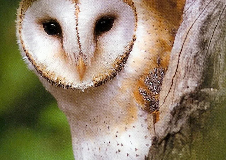 kerkuil vogelbescherming nederland5980