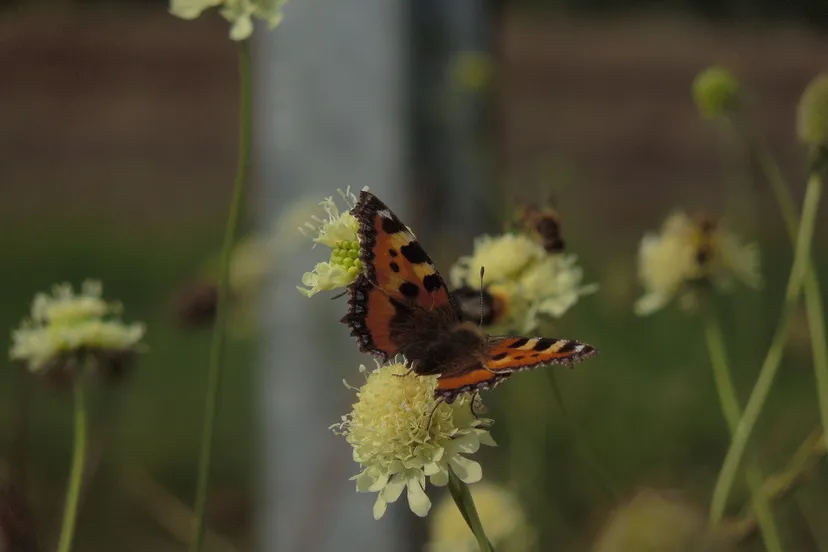kleine vos nelly schouenberg