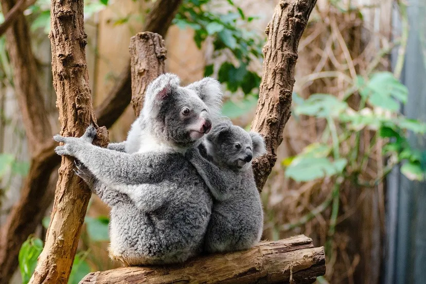 koala 1259681 1280