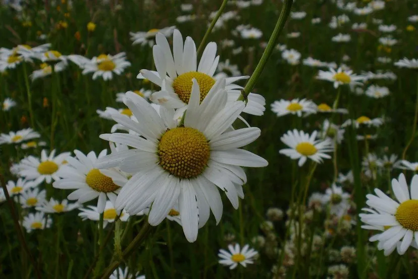 maascorridor oce weerd bloemrijke graslanden en ruigten