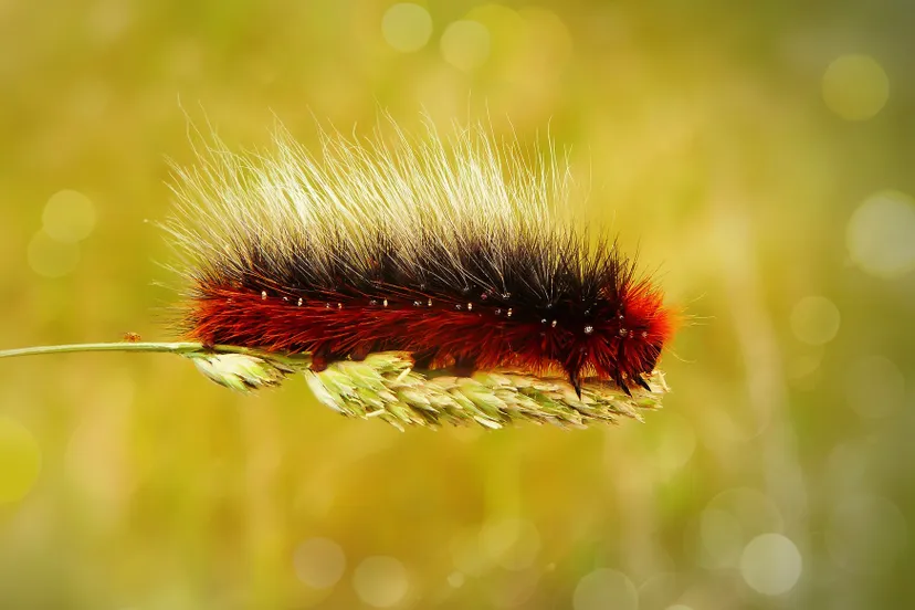 niedzwiedziowka kai 4066282 1920