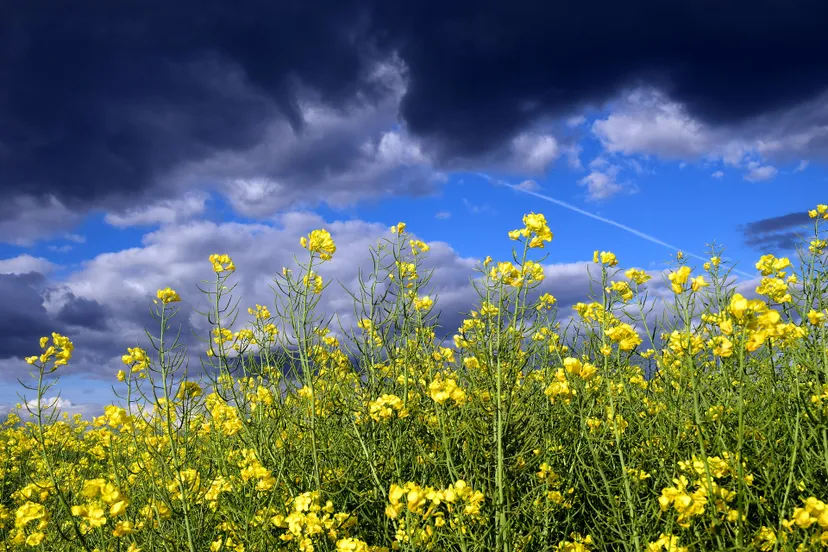 oilseed rape 2336317 1920