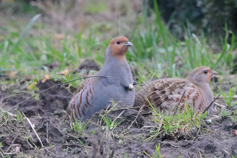 patrijzen foto riet van de wouw