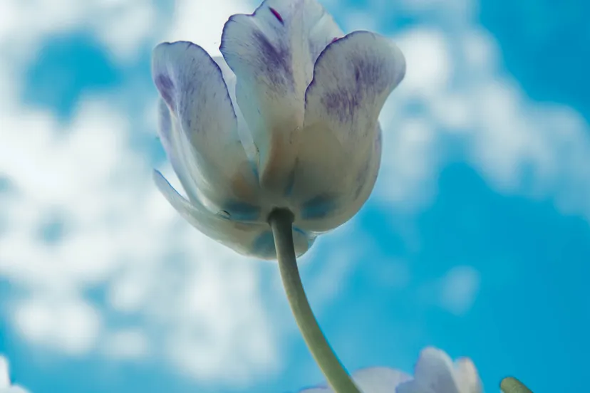 petervandermast tweedeprijs