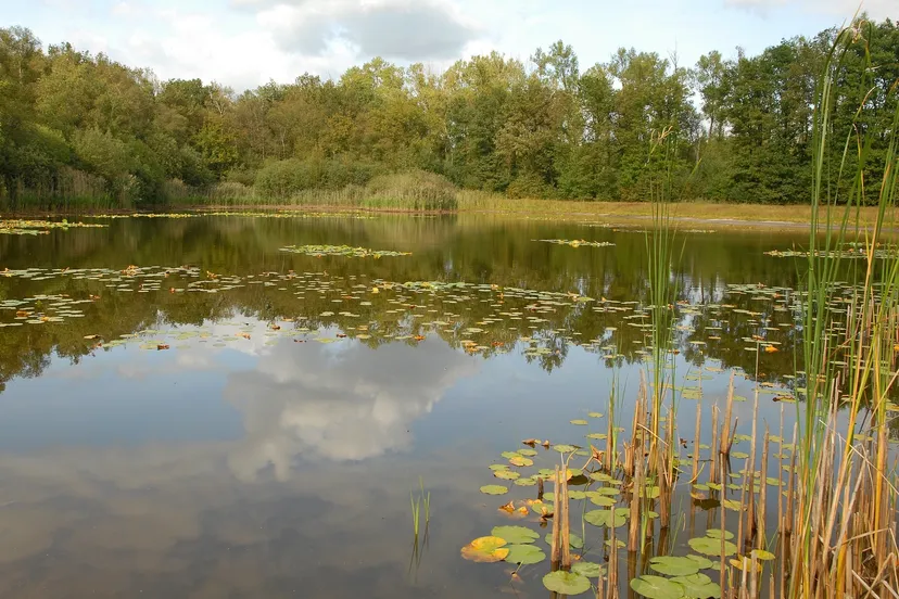 sarsven henk heijligers