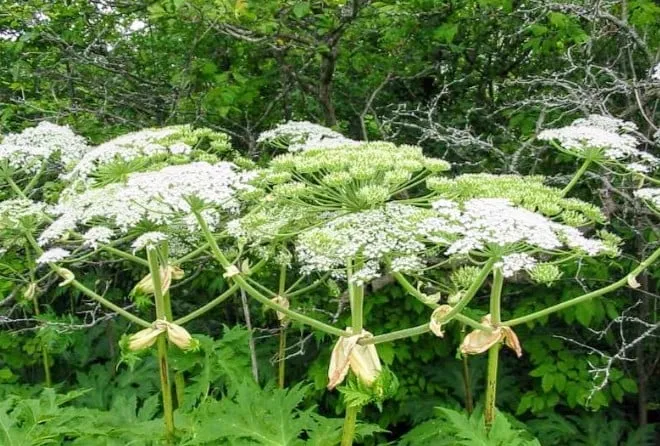 screenshot 20240709 072808 google