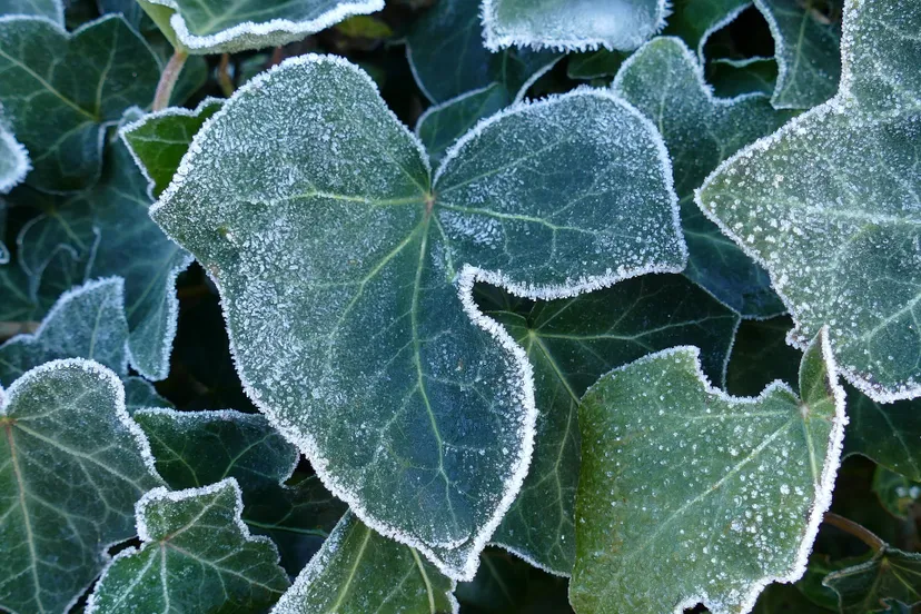 sheet g15b7a9250 1920