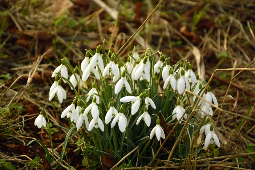 snowdrop g588cb4e1c 1920