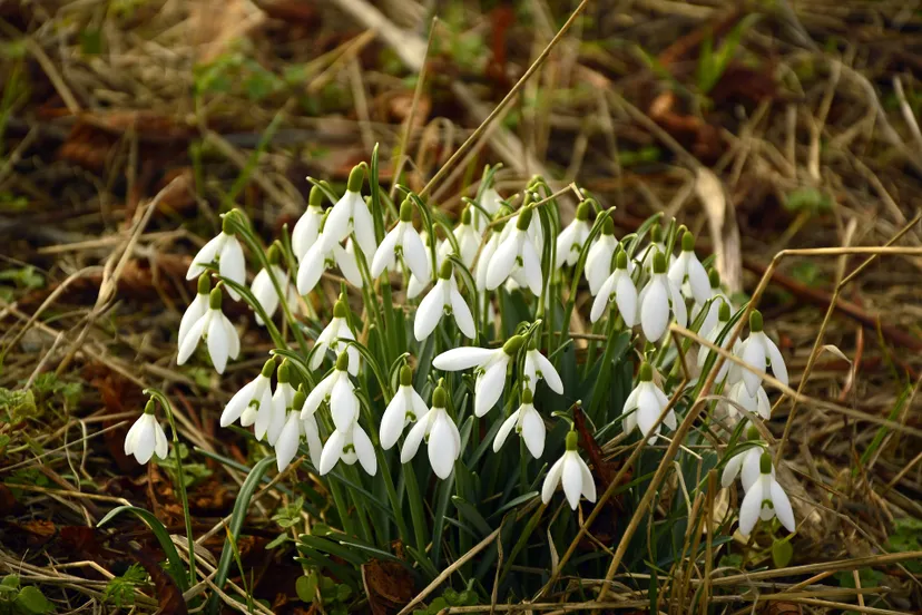 snowdrop g588cb4e1c 1920