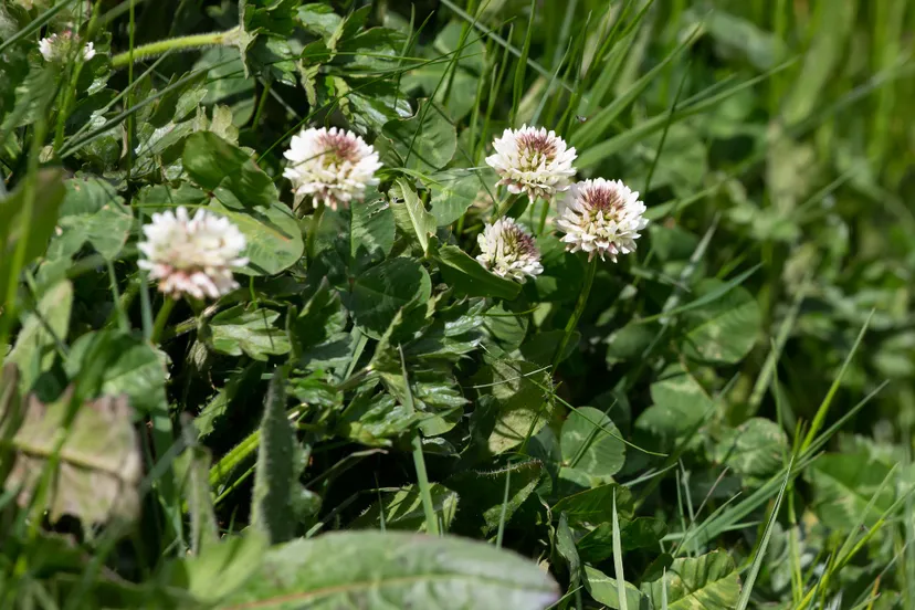 white clover 5167492 1920