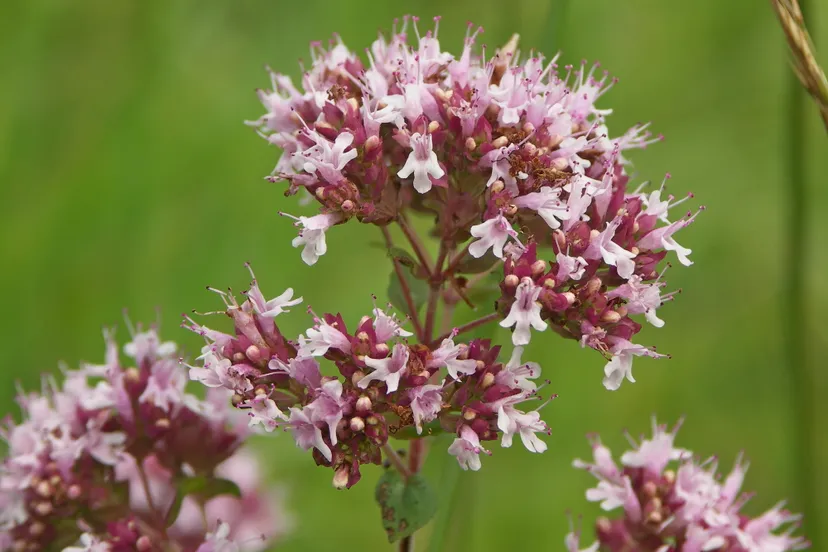 wilde marjolein luuk daamen