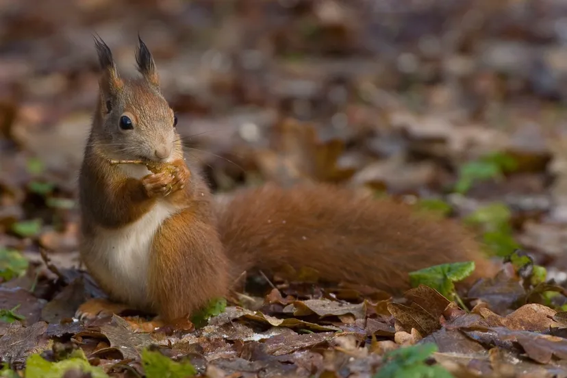 winterslaapwandeling patrick palmen