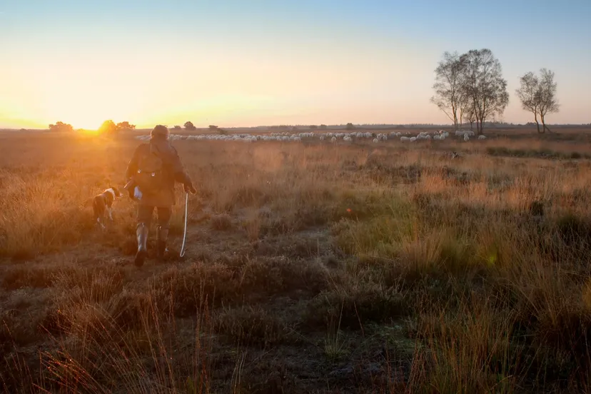 wolvenland marc baars