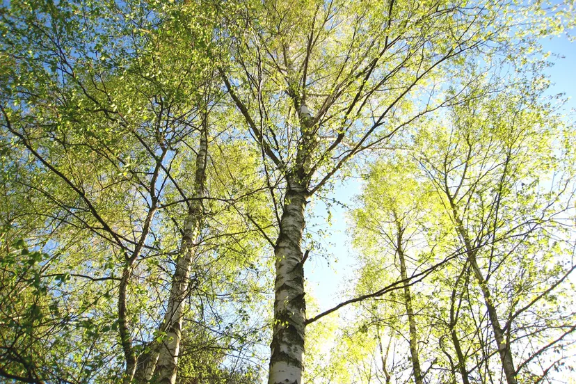 young birch trees 1363116 1920 1