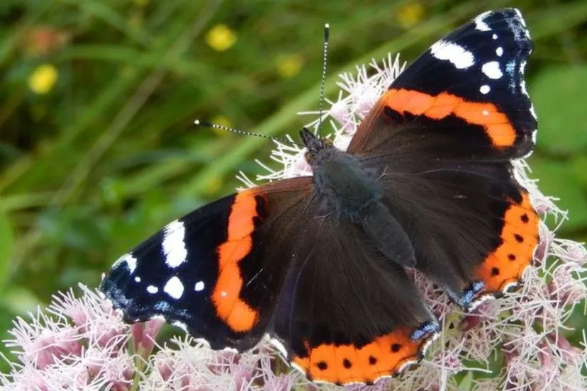 atalanta meest gezien in vlindertelling