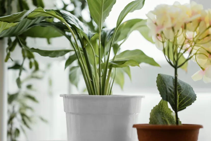 front view indoors plants pots window