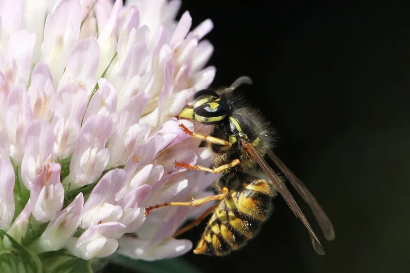 gewone wesp op bloem depositphotos