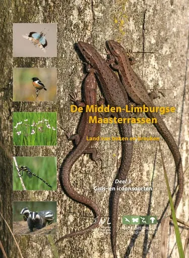 maasterrassen cover deel 32 375px