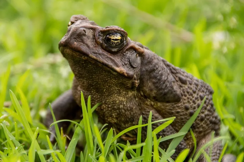 cane toad 5537940 1280