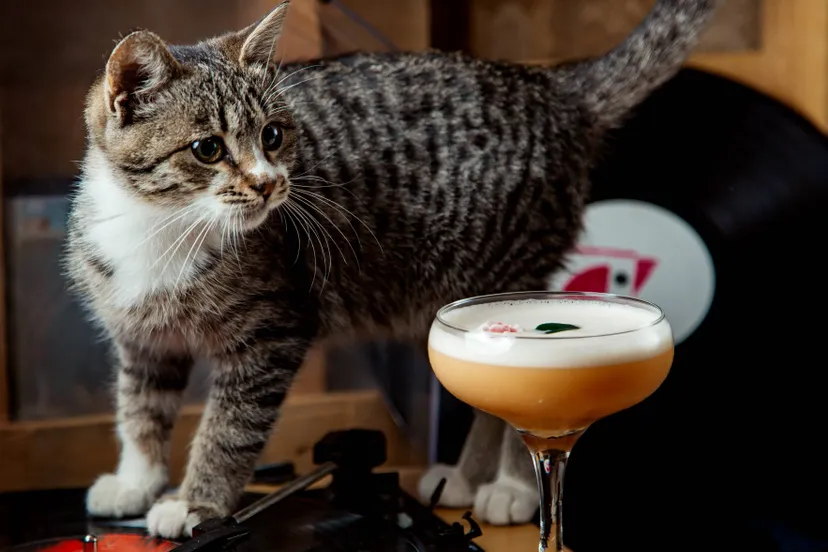 glass foamy cocktail garnished with flower placed cat