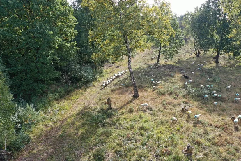 melickerhei schapen 875 kb