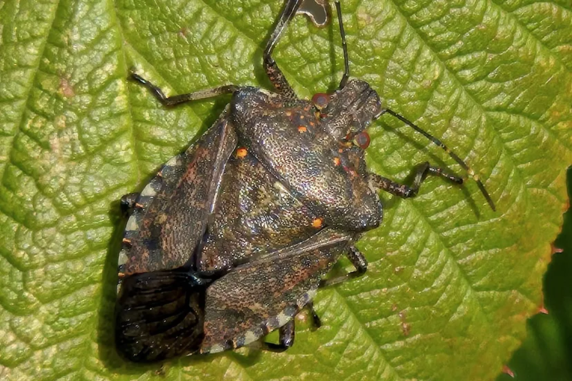 bruingemarmerde schildwants