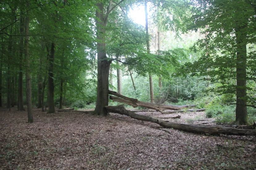 20250427 linnerheide 1