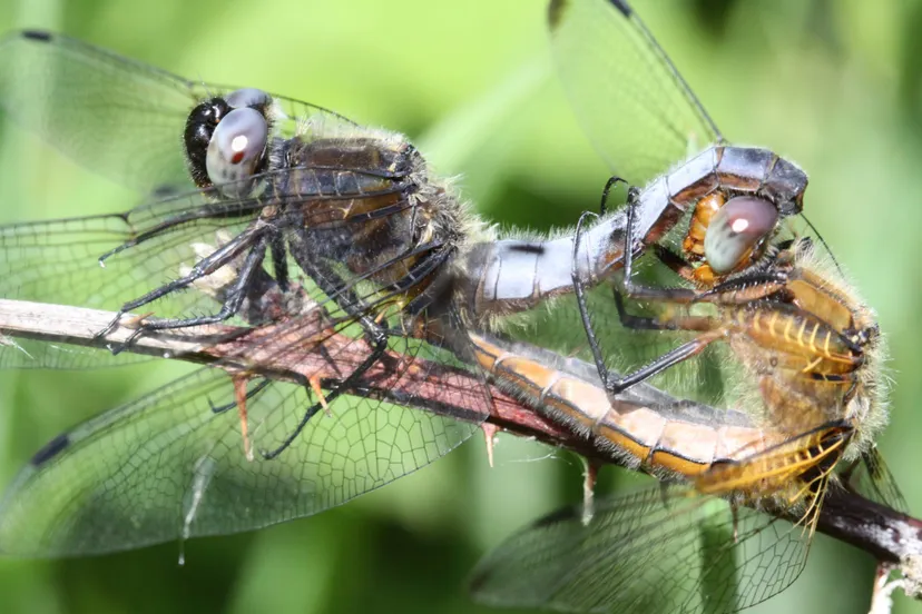 20250528 copula bruine korenbout