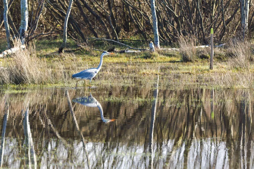 20250615 vogel excursie