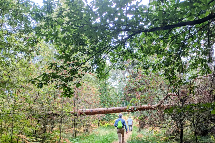 ©VVV Hart van Limburg Persbericht Zomeravondwandeling door De Meinweg